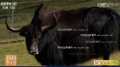 [ÿ��ũ��]�ຣ�����������ס�����ţ����Ǯ