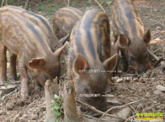 ����ͭ����½����ְ��ֳҰ����׬50��Ԫ