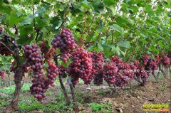 �Ĵ���¤��ѧ����С�ֻ�������������ʮ����