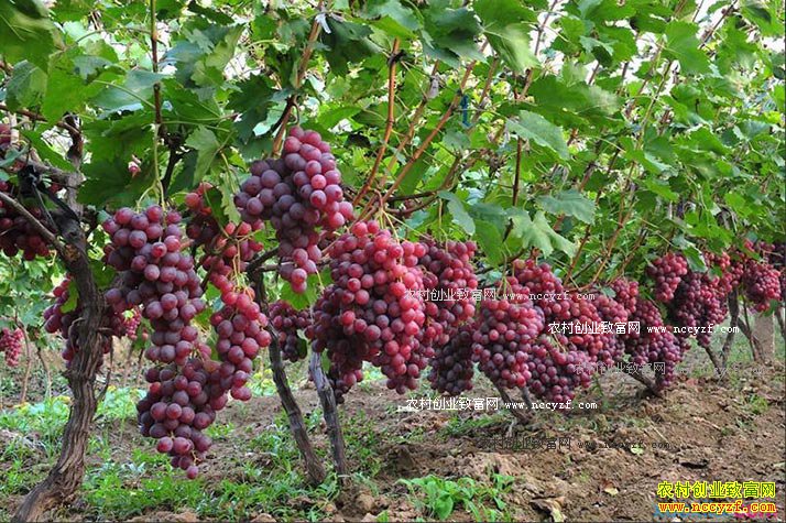 �Ĵ���¤��ѧ����С�ֻ�������������ʮ����