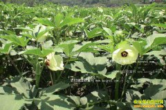 �ӱ�Ǩ����ѧ��֣������ֲ��������¸���