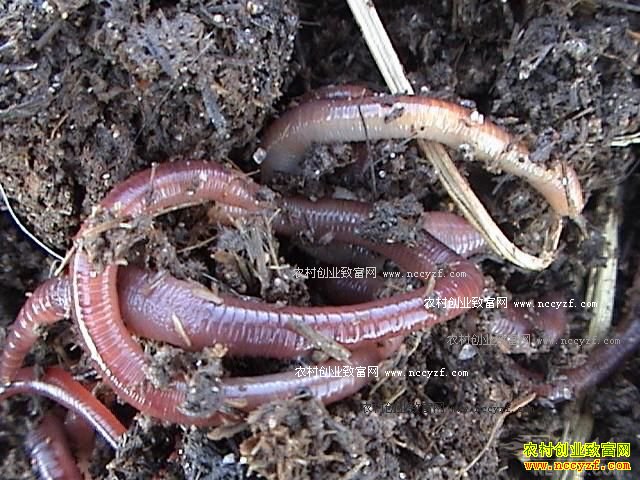 �ӱ����ݣ�ţ����ֳ����ũ���¸�����Ŀ