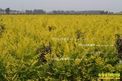 2017������ľ׬Ǯ���������»�����ľ��ҵ��ս����