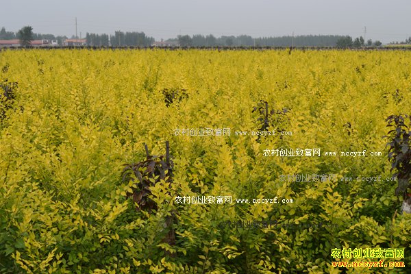 2017������ľ׬Ǯ���������»�����ľ��ҵ��ս����