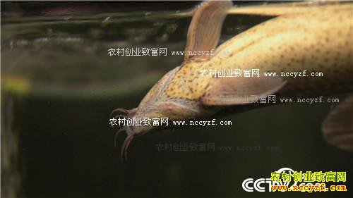 ̨������ץס������ĲƸ�