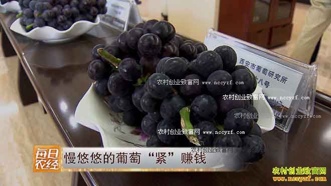 [ÿ��ũ��]�����Ƶ����ѡ�����׬Ǯ-��̫�˺�����