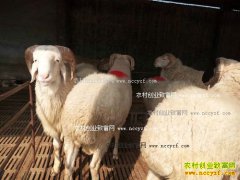 [ÿ��ũ��]�������̲�������