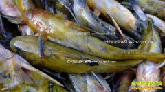 ����������������Ϻ����Ӧ�� ����۸�����