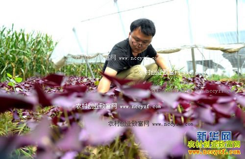 �������ش�ѧ���쳤����������΢�辰��ҵ�¸�