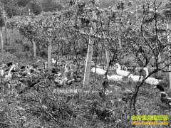 ����ɳƺ������40Ķ������԰��̬������׬����Ԫ