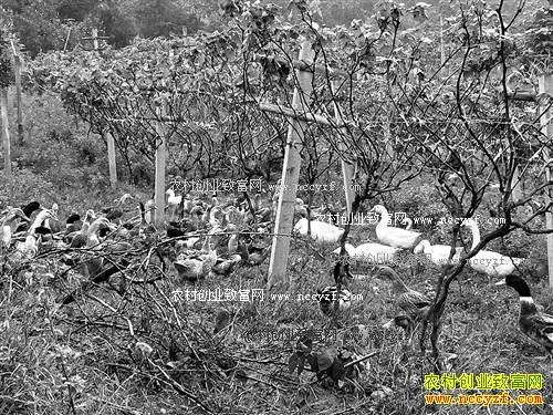 ����ɳƺ������40Ķ������԰��̬������׬����Ԫ