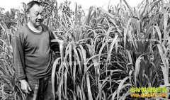 ����ᶼ�������ֻ������ţЧ�����׬20��