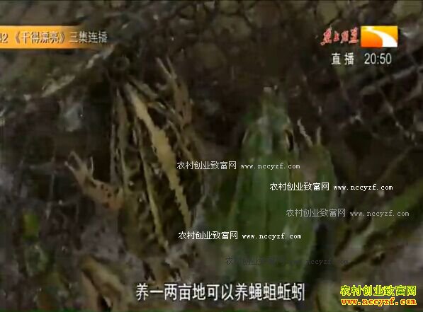 ������ ��̾��ġ��¸�����