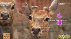 [ÿ��ũ��]��С��÷��¹һ���� ��÷��¹Ч���