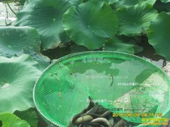 �¸��ð�����Ф����ź����������һĶ����Ԫ