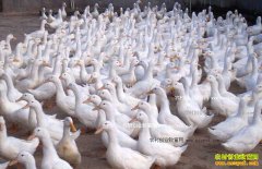 �＾��ѼѼ���ķ��η������