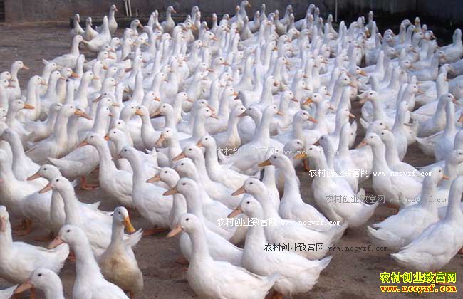 �＾��ѼѼ���ķ��η������