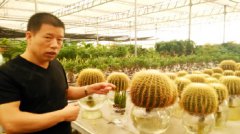 ɽ���̺����θ���ֲˮ�໨�ܼ۸���