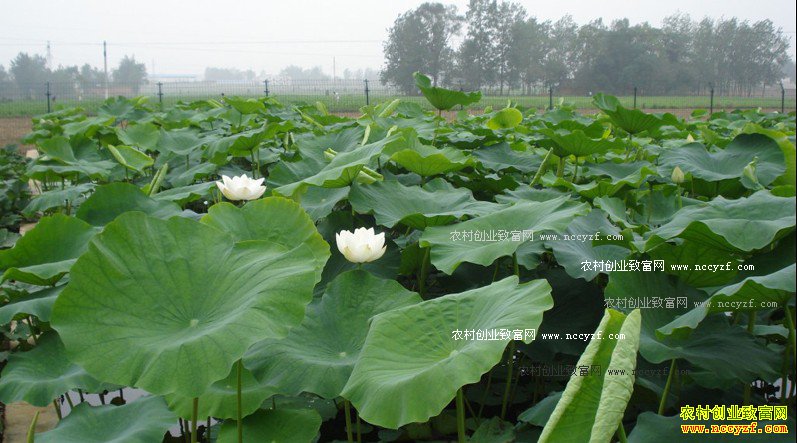 ����ʯȪ�����·��紴ҵ��ֲ��ź