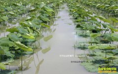 �������ţ����׵ظ���ǳˮ��źĶЧ�����Ԫ