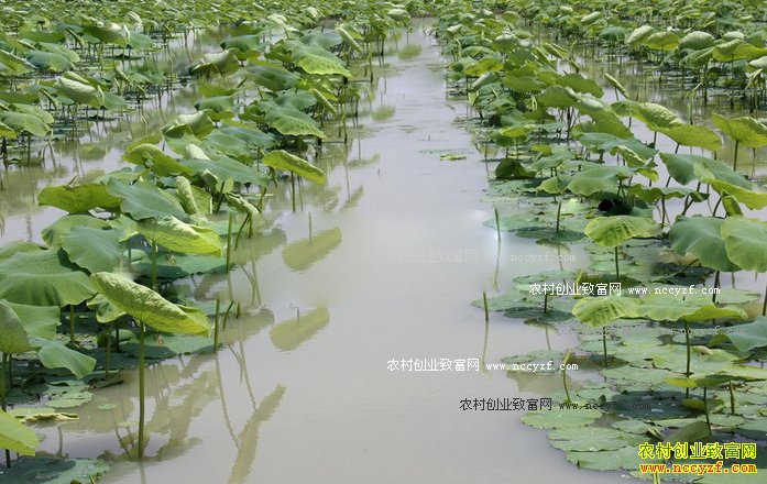 ���׵ظ���ǳ��źĶЧ�����Ԫ