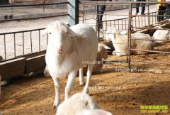 ����ʯȪ���ƺ���ֳţ����׬16��Ԫ