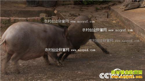 ��ͷС����α��ǧ��Ƹ�