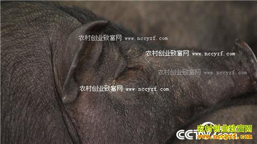 ��ͷС����α��ǧ��Ƹ�