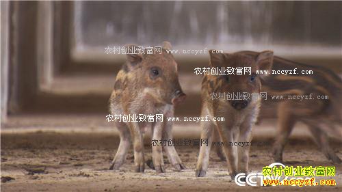 ��ͷС����α��ǧ��Ƹ�