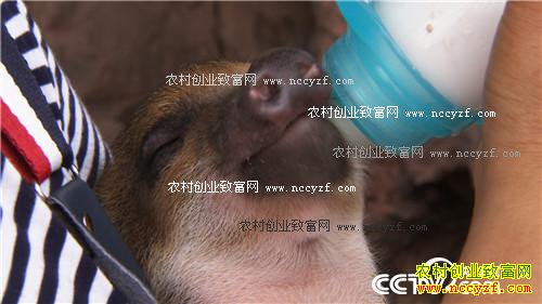 ��ͷС����α��ǧ��Ƹ�