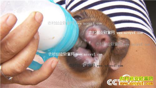 ��ͷС����α��ǧ��Ƹ�