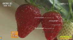 [ũ�����]������ƽʷ������ֲ��ݮ�����ĲƸ�