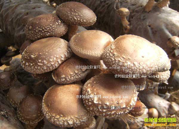 �������㹽�����ܽ�ϲ��ɽ�����㹽��ҵ�¸�