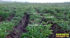 ���������˰�����������ֲ��ҩ�ĳ����¸���