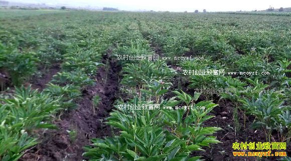 ���������˰�����������ֲ��ҩ�ĳ����¸���