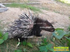 ��������л������ֳ������׬20����Ԫ