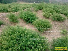 ������Ϫ�����廪��������������ۏ����̬�¸�·