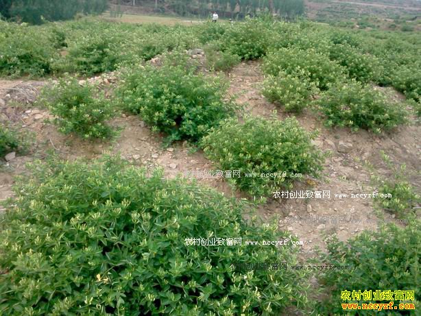 ������Ϫ�����廪��������������ۏ����̬�¸�·