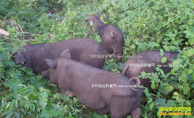 ɽ��������������ɫ��ֳ����Ч���