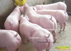 �����۸�����Ԥ�⣺��������۸񽫸�λ��