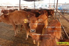 �＾��ţ���Ԥ����ţ�����没��