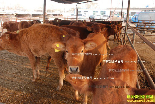 �＾��ţ���Ԥ����ţ�����没��