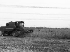 ɽ���޳���������������ֲ��Ч���