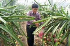 ɽ�����ȣ�������ֲ������Ʒ�ʺá�Ч���