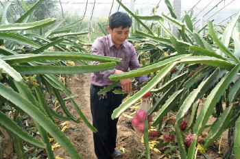 ɽ�����ȣ�������ֲ������Ʒ�ʺá�Ч���