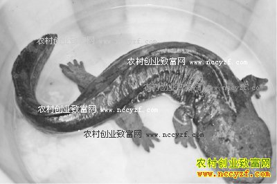 ��������׬Ǯ�������������� ��������ֳ�������