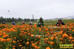 ɽ������ï���:��ֲ���پճ�ũ���¸�����Ŀ