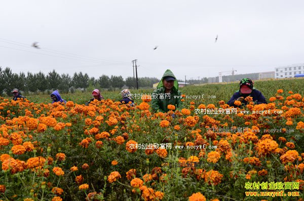 ɽ������ï���:��ֲ���پճ�ũ���¸�����Ŀ