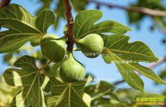 �޻����Ĺ�Ч����������Щ��