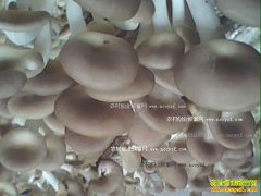 ���乽ʲô������ֲ ���乽���༼��Ҫ��